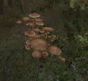 20140225browncaps